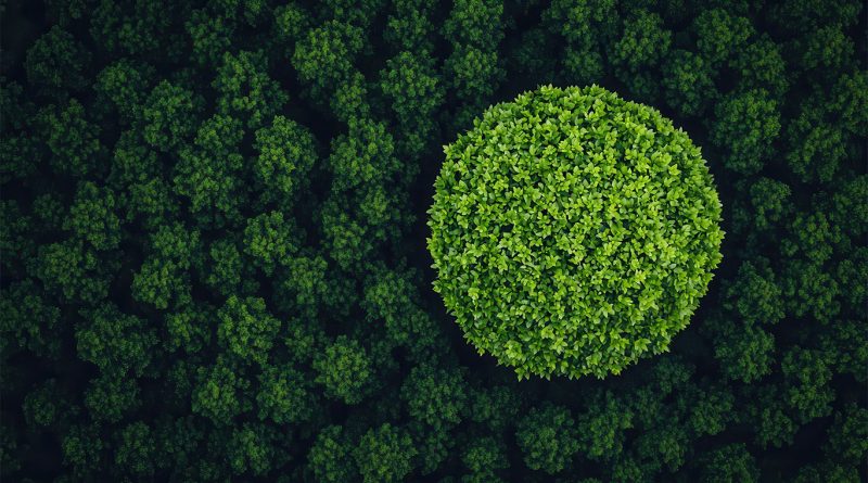 Birds-eye-view of a large, dense forest to support Nature Restoration Fund article